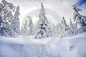 Trees covered with snow in the mountains, winter forest and mountain landscape