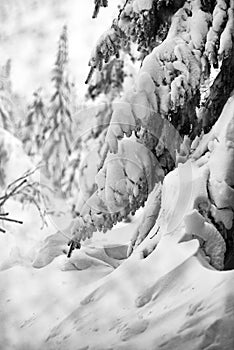 Trees covered with snow in the mountains, winter forest and mountain landscape