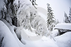 Trees covered with snow in the mountains, winter forest and mountain landscape