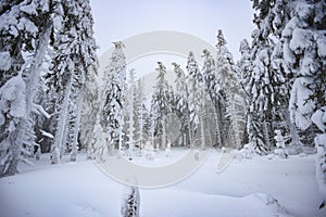 Trees covered with snow in the mountains, winter forest and mountain landscape