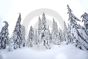 Trees covered with snow in the mountains, winter forest and mountain landscape