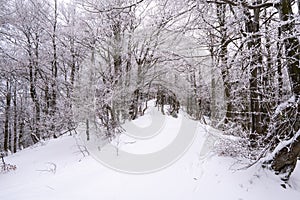 Stromy pokryté snehom na horách v zime, Slovensko Beskydy