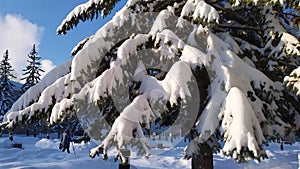 The trees are covered with snow. Picturesque snowy winter landscape with snowy fir trees. Frosty sunny day
