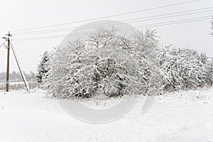Trees covered with snow and a pole with power lines on a country road in the village