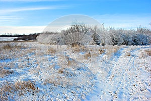 Trees covered with snow, road through meadow with dry yellow grass, winter landscape, blue sky background