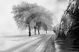Trees covered by snow at the sides of a road