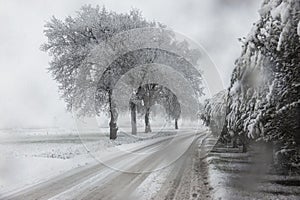 Trees covered by snow at the sides of a road