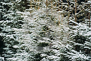 Trees covered with snow and snow in mountain