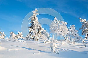 Trees Covered With Snow In Sunny Day With Clear Blue Sky In Lapland Finland, Northern Europe, Beautiful Snowy Winter Forest Lands photo