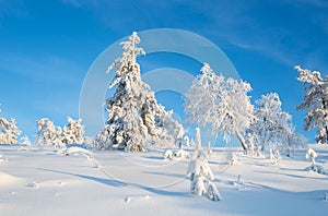 Trees Covered With Snow In Sunny Day With Clear Blue Sky In Lapland Finland, Northern Europe, Beautiful Snowy Winter Forest Lands