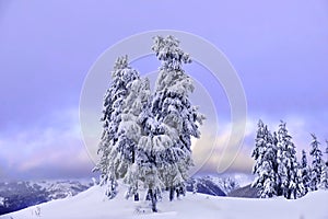 Árboles cubierto con nieve sobre el atardecer 