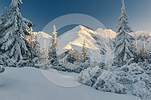 Snowy pine trees, Tatra Mountains, Poland photo