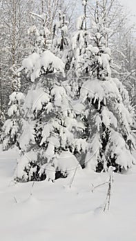 Trees are covered with snow in the winter forest.