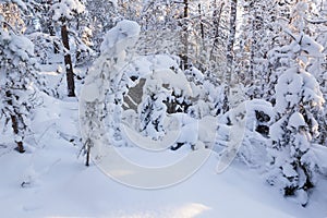 Trees covered in snow at winter forest