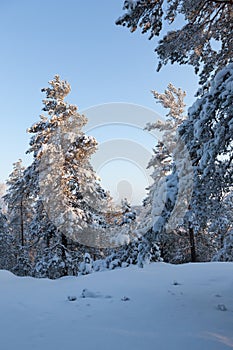 Trees covered in snow at winter forest