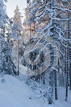 Trees covered in snow at winter forest