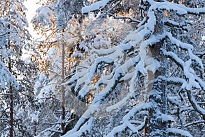 Trees covered in snow at winter forest