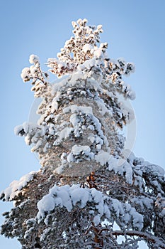 Trees covered in snow at winter forest