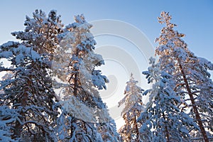 Trees covered in snow at winter forest