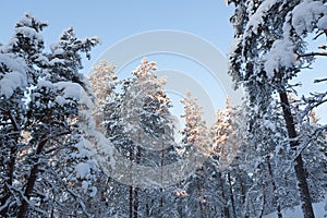 Trees covered in snow at winter forest