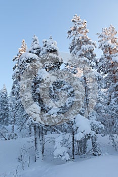 Trees covered in snow at winter forest