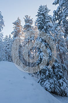 Trees covered in snow at winter forest