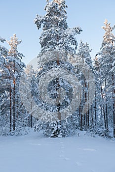 Trees covered in snow at winter forest