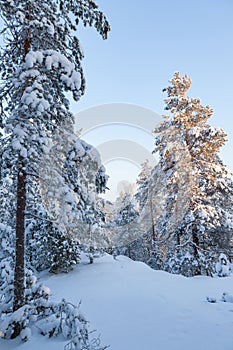 Trees covered in snow at winter forest