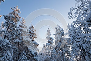 Trees covered in snow at winter forest