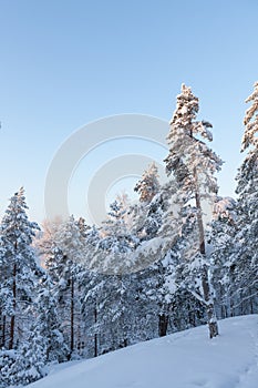 Trees covered in snow at winter forest