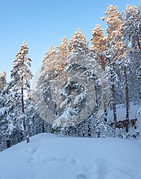 Trees covered in snow at winter forest