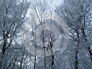 Trees covered with snow. Winter Forest.