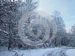 Trees covered with snow. Winter Forest.