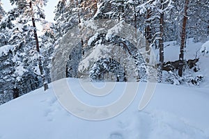 Trees covered in snow at winter forest