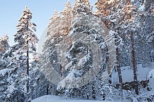 Trees covered in snow at winter forest