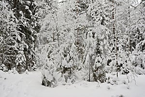 Trees covered with snow in the winter forest