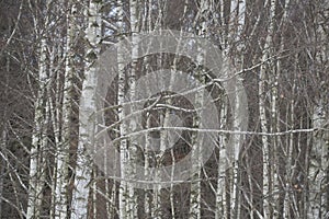 trees covered in snow in a winter forest