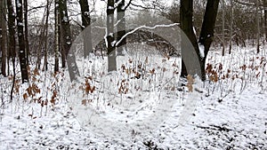 Trees covered with snow in winter forest