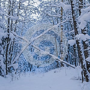 Trees covered with snow in winter forest