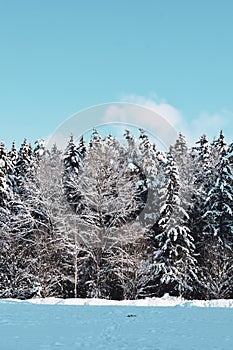 Trees covered with snow in the winter forest against the blue sky.