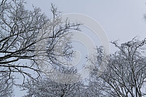 Trees covered with snow in the winter forest against the sky. Winter landscape.