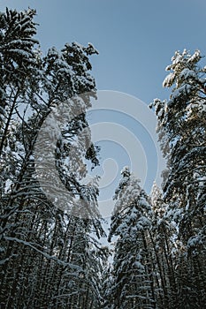 Trees covered with snow in the winter forest. Beautiful winter landscape.