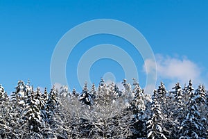 Trees covered with snow in the winter forest. Blue sky. Winter landscape.