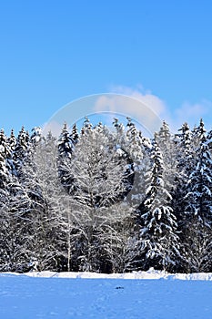 Trees covered with snow in the winter forest. Blue sky. Winter landscape. Winter background