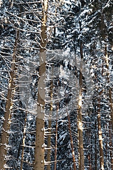 Trees covered with snow in the winter forest. Forest winter background.