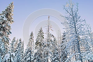 Trees covered in snow, winter forest on sunny day