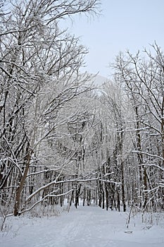 Trees covered with snow in the winter forest. Winter landscape.