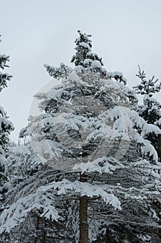 Trees covered with snow in the winter forest. Winter landscape.