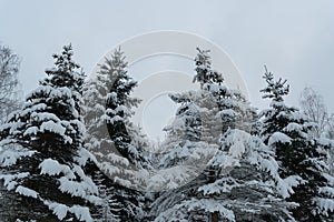 Trees covered with snow in the winter forest. Winter landscape.