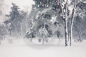 Trees covered with snow in winter snowy city park